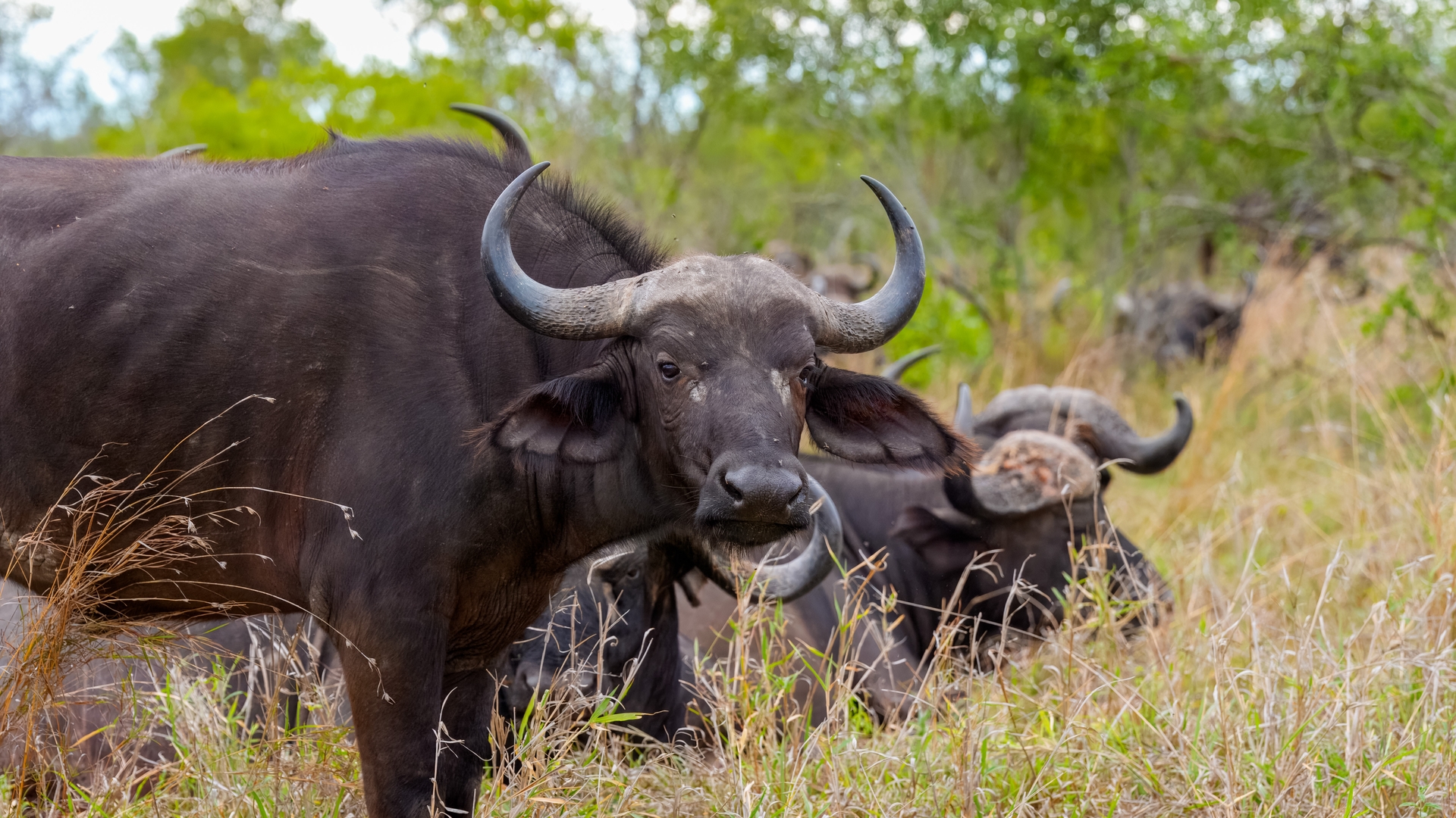 Kruger25 2025 10 28 15 11 21 ILCE 9M3 48